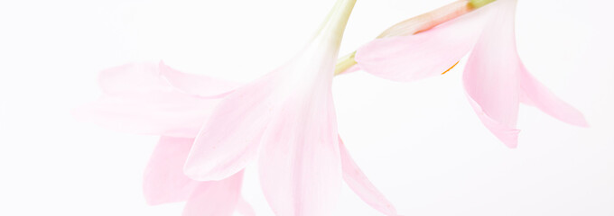 Romantic banner, delicate white pink Zephyranthes flowers close-up. Fragrant crem pink petals