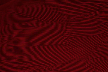 Beautiful dark red maroon feather pattern  texture background