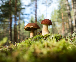 Edible beautiful mushrooms on the background of the forest.