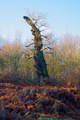 Gnarled trunk of an ancient Sherwood Forest Oak tree