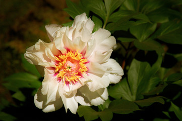 Pretty peony in close-up detail, off-center with soft-focus green foliage background