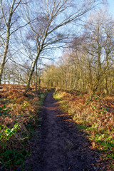 Down a muddy footpath on the edge of Sherwood Forest on a winter morning