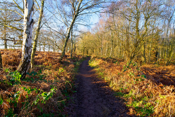 Muddy footpath on the fringes of Sherwood Forest on a bright winter day
