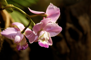 Orchid grouping sharp focus light purple and off-center with dark brown background