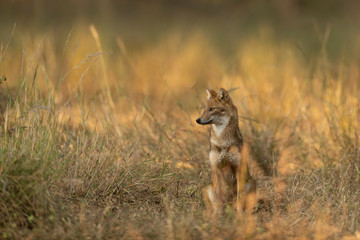 Golden Jacal in golden light