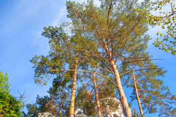 fir trees with big branches