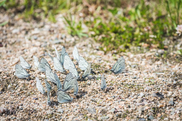White butterflies with beautiful wings sit on the ground in groups in the warm season.