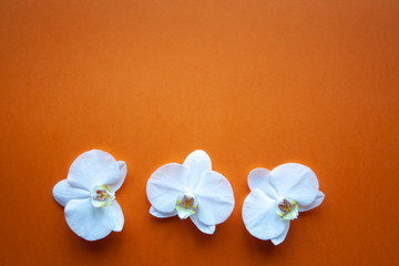 Fototapeta na wymiar Three orchid flowers on beauty orange background top view. Backdrop with place for text, sale, design, women day, holiday, spa, cosmetics