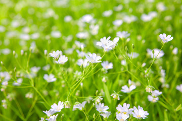 white wild flowers in the spring season