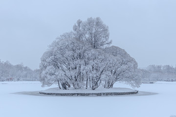 Lonely tree in the snow