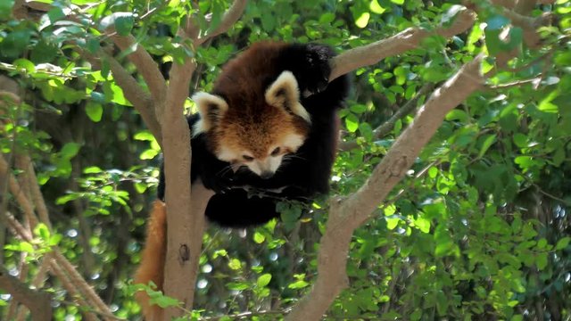 Red panda science names "Ailurus fulgens" called lesser panda, red bear-cat, resting on the tree,