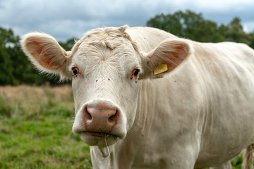 Funny close up of a white cow looking straight into the camera
