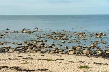 View from the south east coast of Sweden with lots of sea birds
