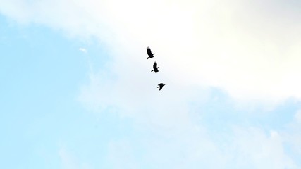Crows flying across the sky as background , group of black crows flying and circling in the sky silhouetted against clouds,