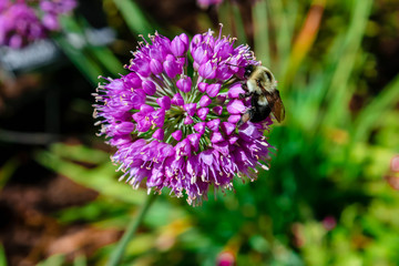 bee on flower