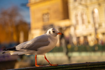 A seagull standing on a railing by a river in a city.