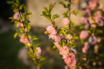 almond flowers