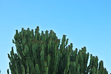green cactus and blue sky
