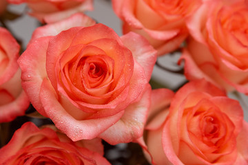 Pattern from beautiful orange roses with water drops. Soft focus. Valentines day or Birthday celebration concept