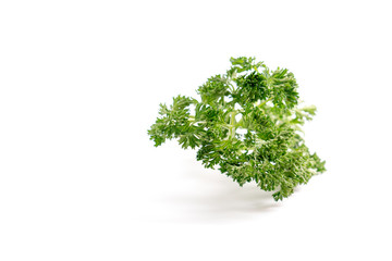 Obraz premium Parsley leaf on isolated white background. (Petroselinum crispum, Apiaceae)