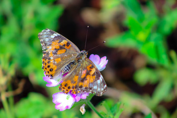 butterfly on flower