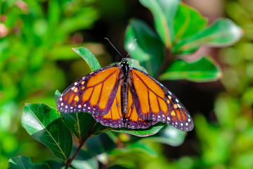 butterfly on flower