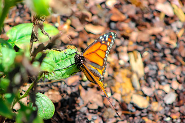 butterfly on leaf