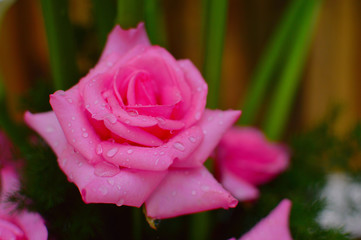 Gift for lover with a beautiful flower in the valentine day