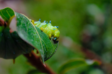 caterpillar on leaf