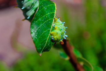 caterpillar on leaf