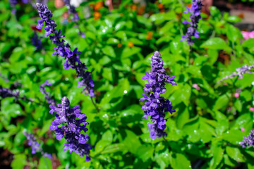 blue flowers in the garden