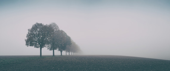 Desolate Autumn Landscape, Row of Trees in Thick Fog - obrazy, fototapety, plakaty