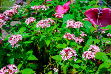 flowers in the garden
