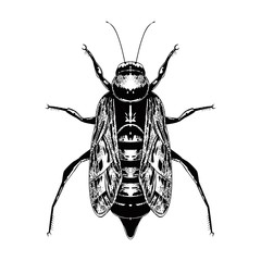 HAND DRAWN INSECT IN VINTAGE STYLE