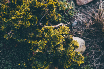 thuja