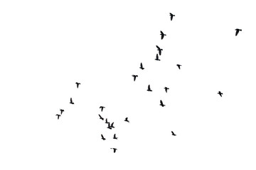 Flocks of flying pigeons isolated on white background. Clipping path.