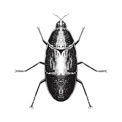 HAND DRAWN INSECT IN VINTAGE STYLE