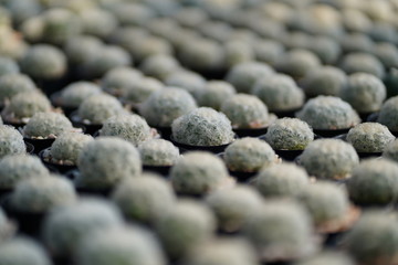 close up cactus in garden.
