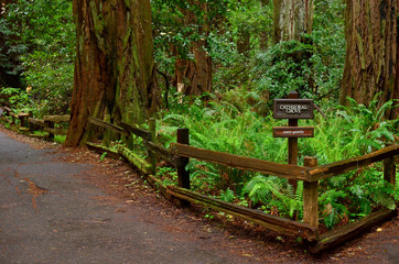 Cathedral Grove in Muir Woods National Monument, Mount Tamalpais, Marin County, California