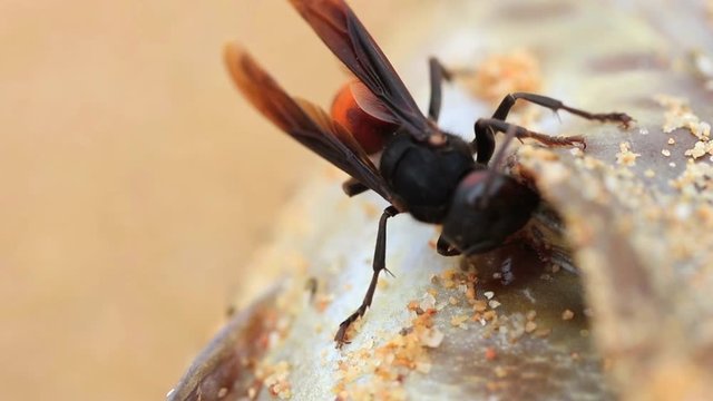 The big tropical hornet bites off pieces of flesh at dead fish