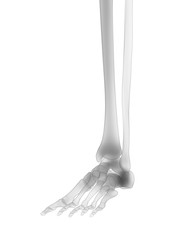 3d rendered medically accurate illustration of the human skeleton - the foot