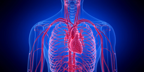 3d rendered medically accurate illustration of the human heart