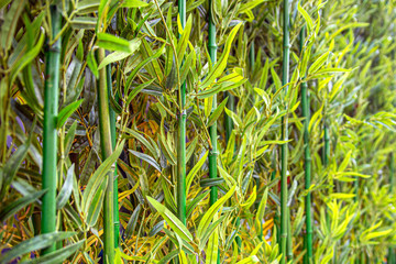 Obraz premium Green bamboo thickets
