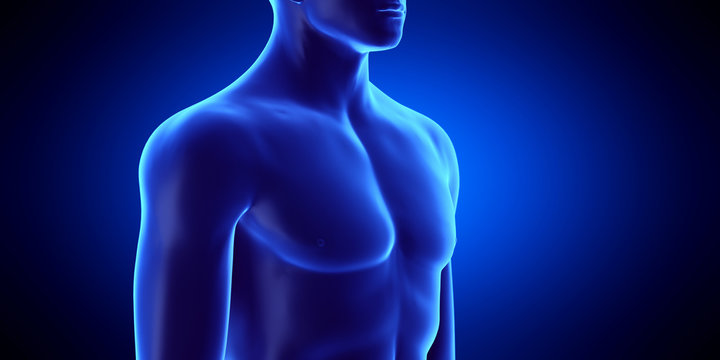 3d rendered medically accurate illustration of the male upper body