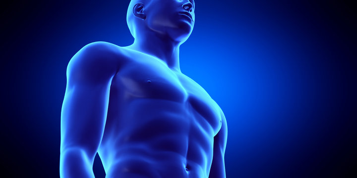 3d rendered medically accurate illustration of the male upper body