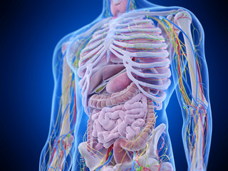 3d rendered medically accurate illustration of the abdominal anatomy - obrazy, fototapety, plakaty