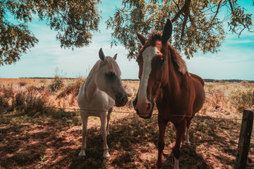 Caballos 3