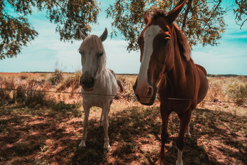 Caballos 2