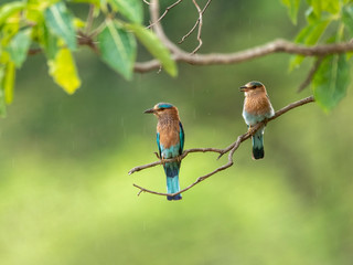 Roller birds pair on branch