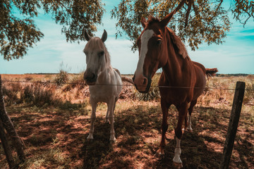 Caballos 1